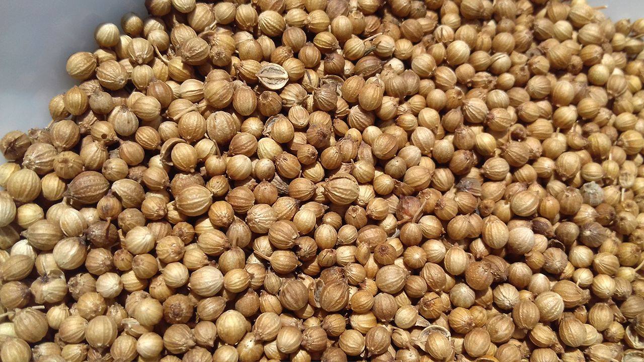 Bulgarian coriander seeds
